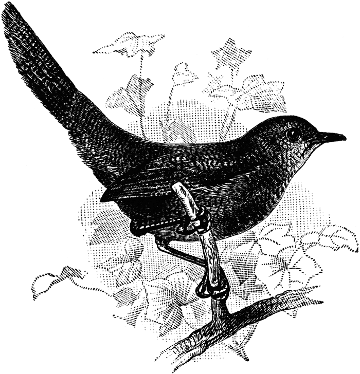 57761_rufous_scrub_lg