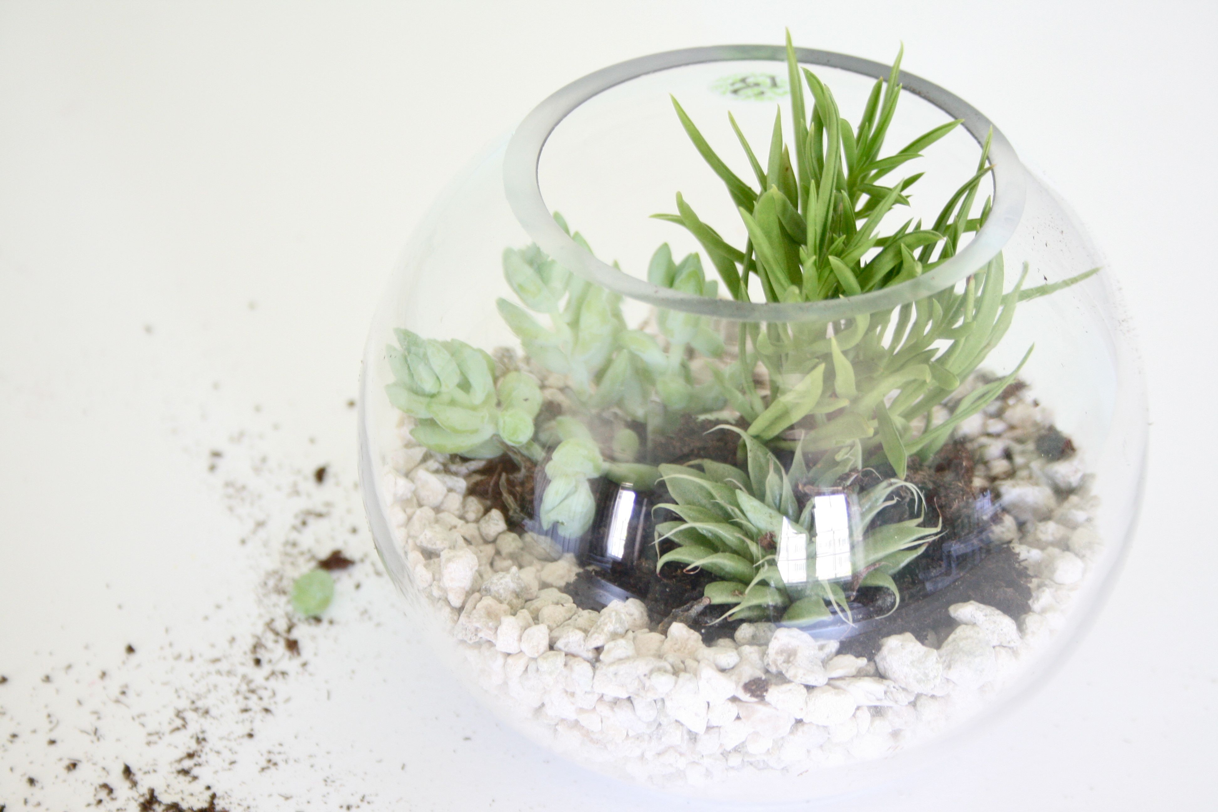 A Mini Terrarium - Dream Green DIY