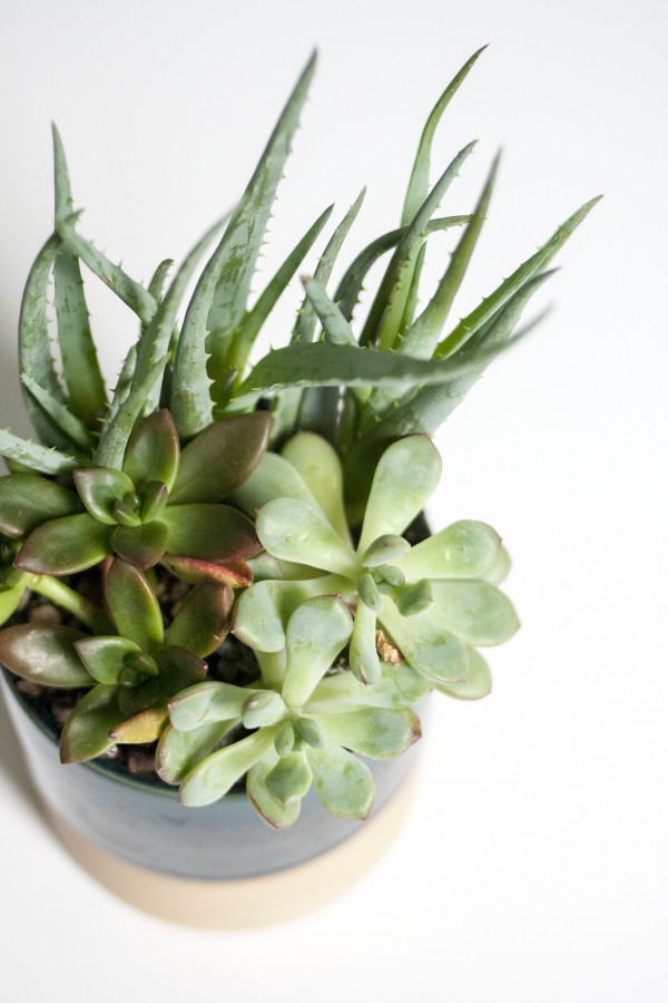 DIY Potted Plant Toppers Dream Green DIY