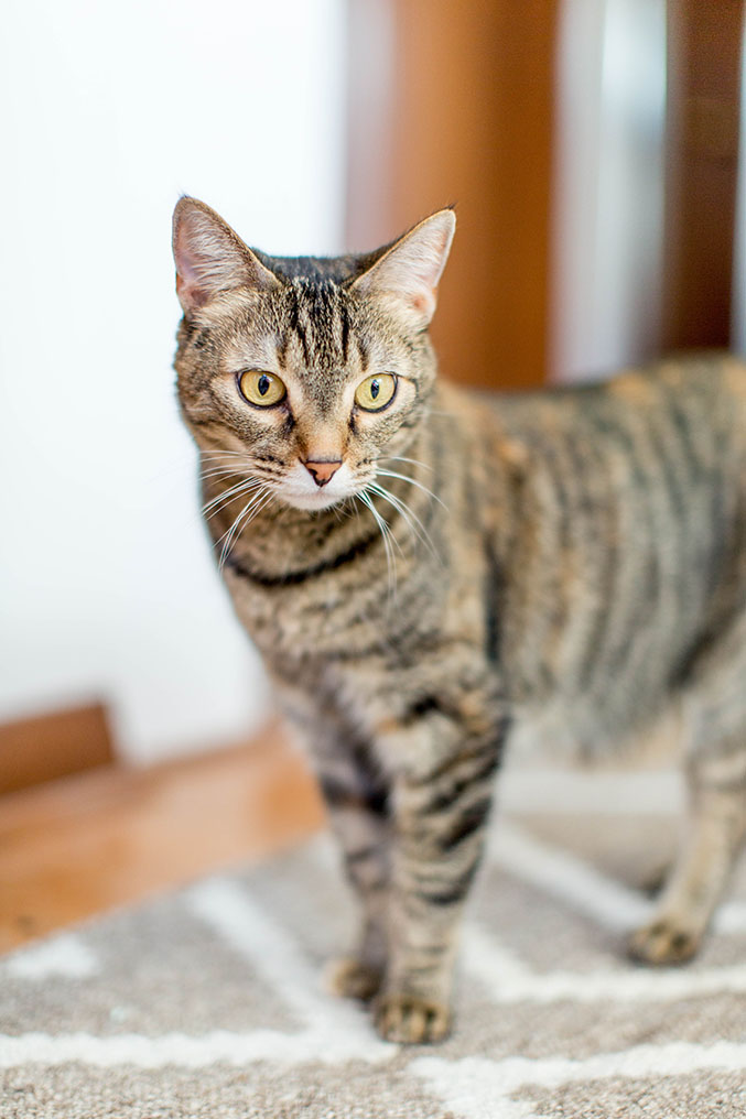 Cat Hack Project #1: How To Make A Diy Cat Door - Dream Green Diy