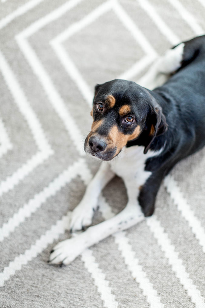 Cat Hack Project 2 How To Keep The Dog Out Of The Cat Food Dream