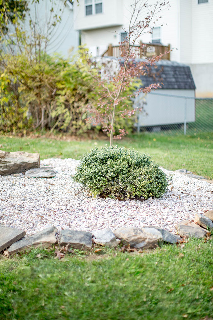 How To Create A DIY ZenInspired Rock Garden Dream Green DIY