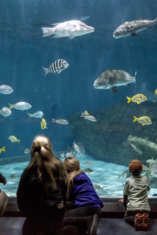 Visiting The North Carolina Aquarium On Roanoke Island Dream Green DIY