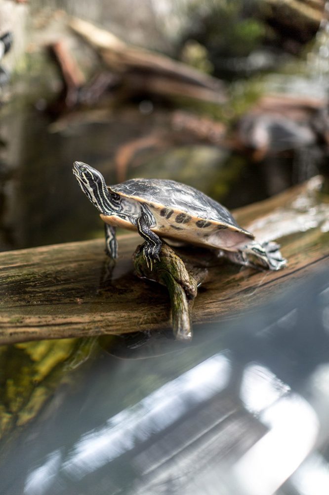 Visiting The North Carolina Aquarium On Roanoke Island - Dream Green DIY