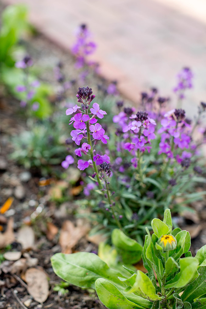Celebrating Springtime In Colonial Williamsburg - Dream Green DIY