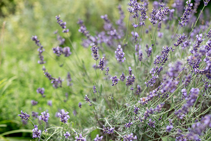 Homemade Lavender Syrup For Lemonade - Dream Green DIY