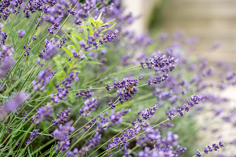 A Recipe For Lemon Lavender Muffins Dream Green Diy