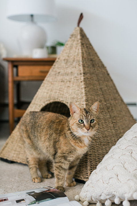 How We Keep Our Home Clean With Pets - Dream Green DIY