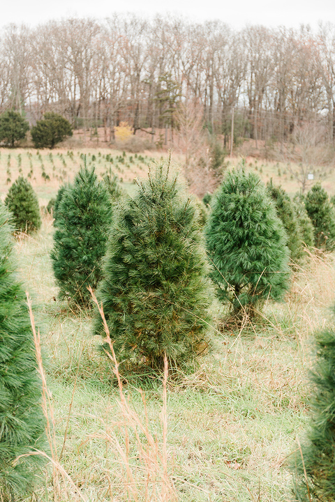 Our Day At The Christmas Tree Farm - Dream Green DIY