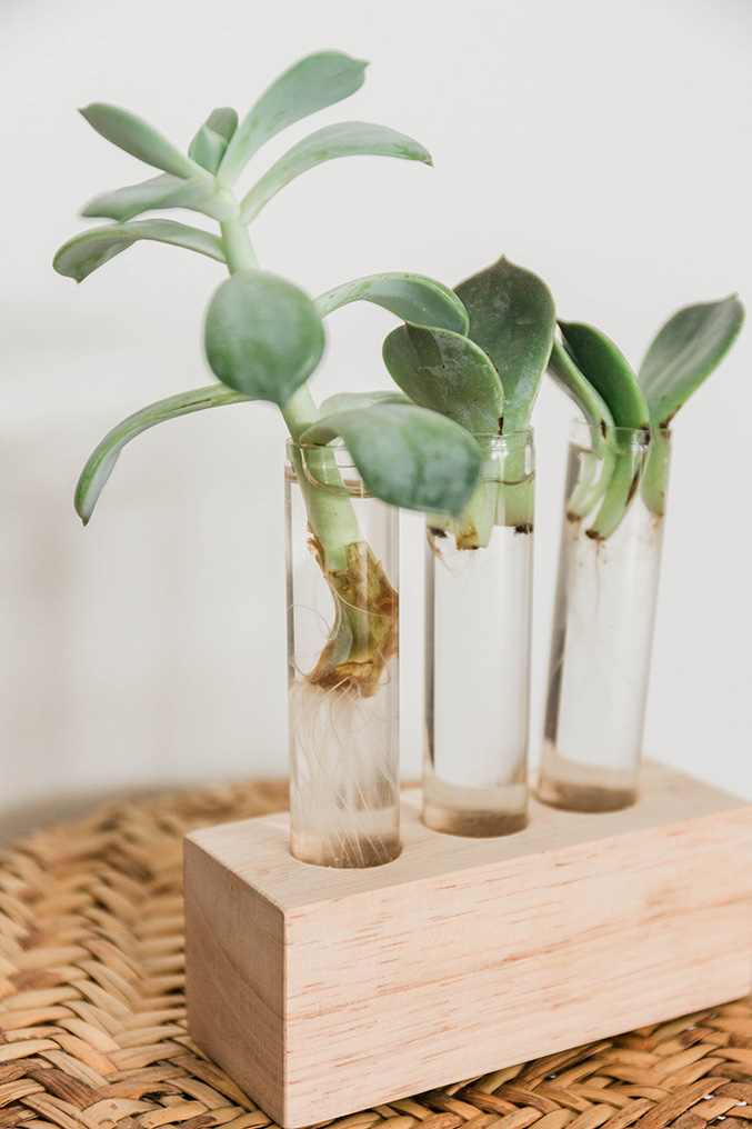 DIY Wood and Glass Propagation Station Dream Green DIY