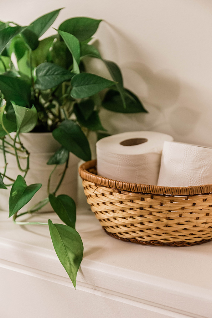 How To Keep Pets From Eating Plants Dream Green DIY