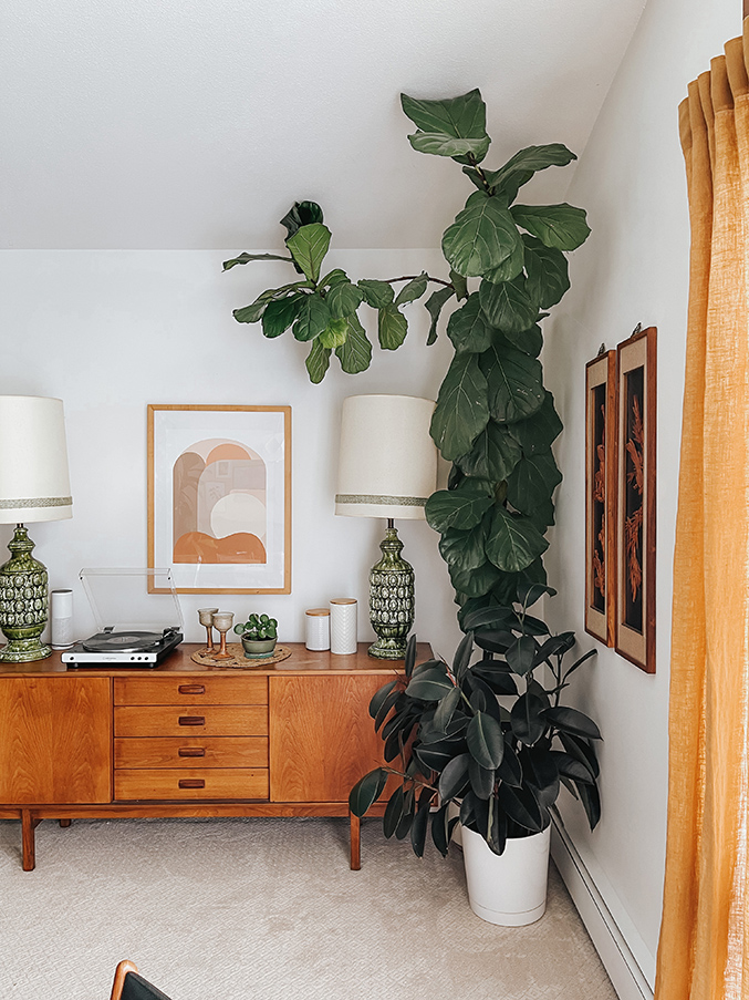 How to Train a Fiddle Leaf Fig Tree Dream Green DIY