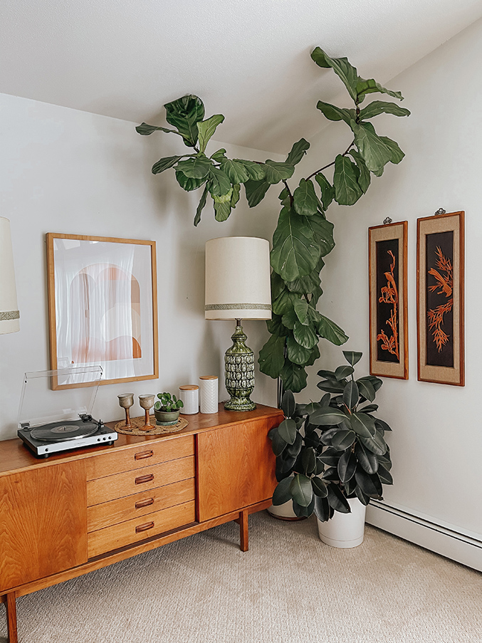 How to Train a Fiddle Leaf Fig Tree Dream Green DIY