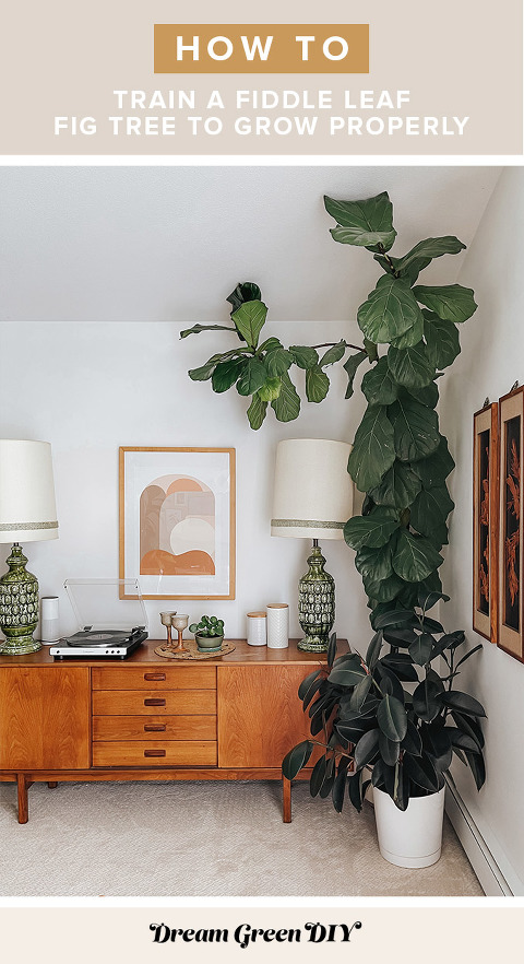 How to Train a Fiddle Leaf Fig Tree - Dream Green DIY