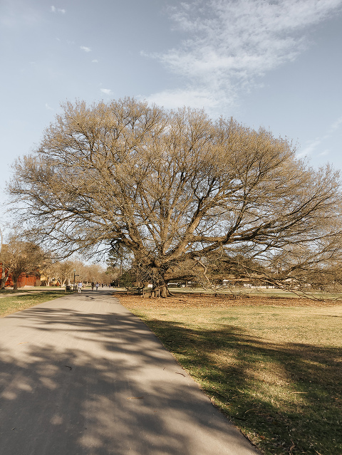 Things To Do In Colonial Williamsburg - Dream Green DIY