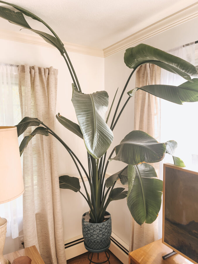 Bird Of Paradise Plant Care Tips - Dream Green Diy