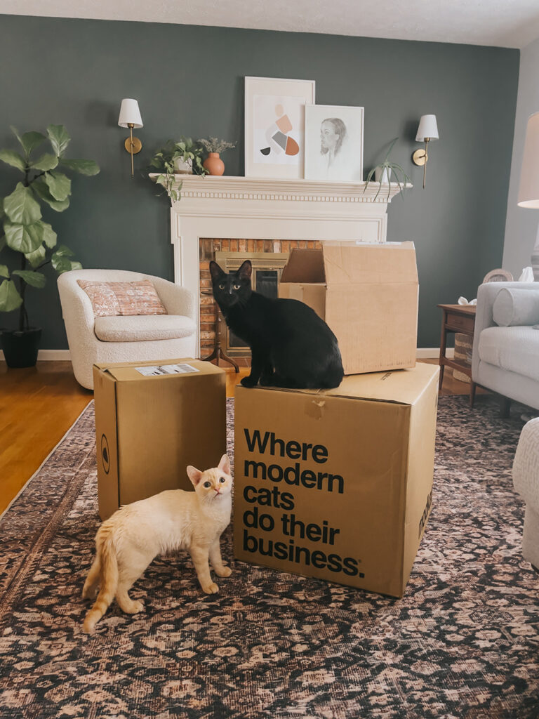 Fresh Look at My Best Kitten Litter Training Tips