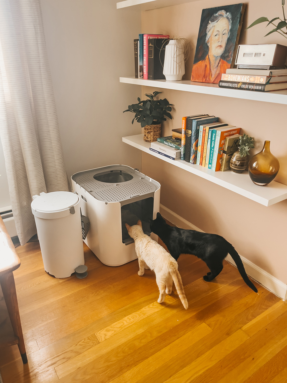 Image showcasing My Best Kitten Litter Training Tips - Dream Green DIY